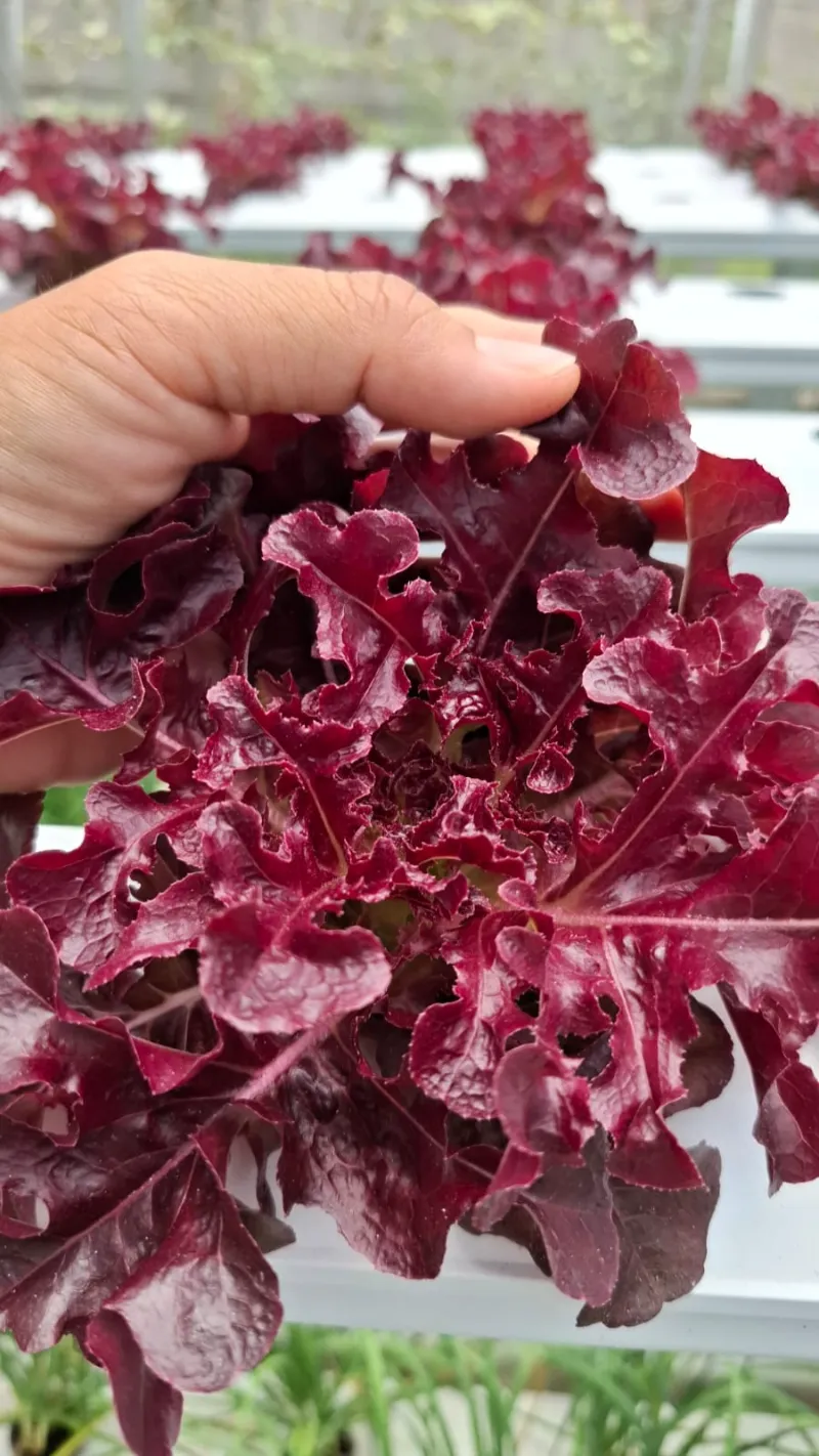 Produk kebun segar Senada Horta