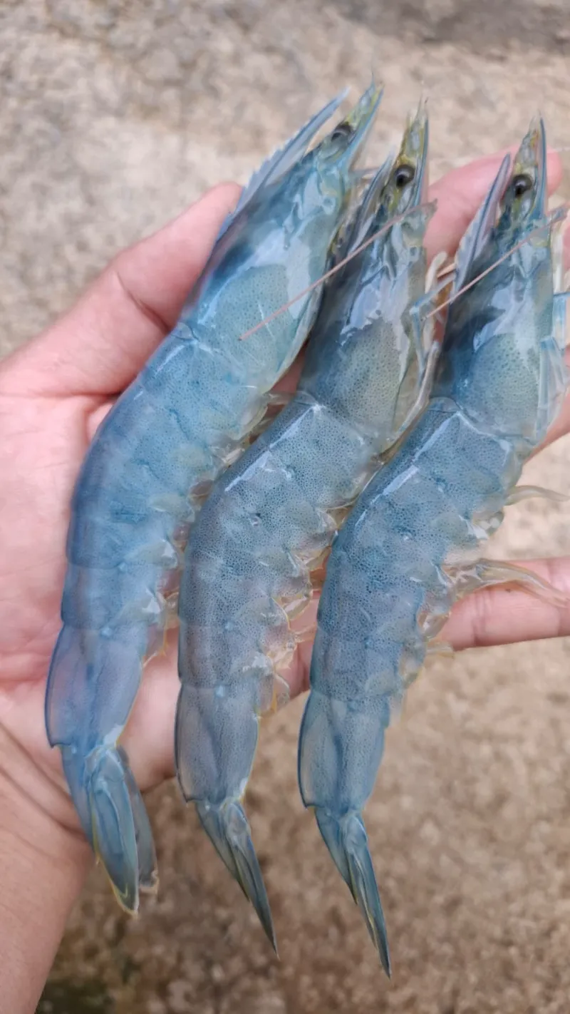 Produk Udang Fresh Senada Horta