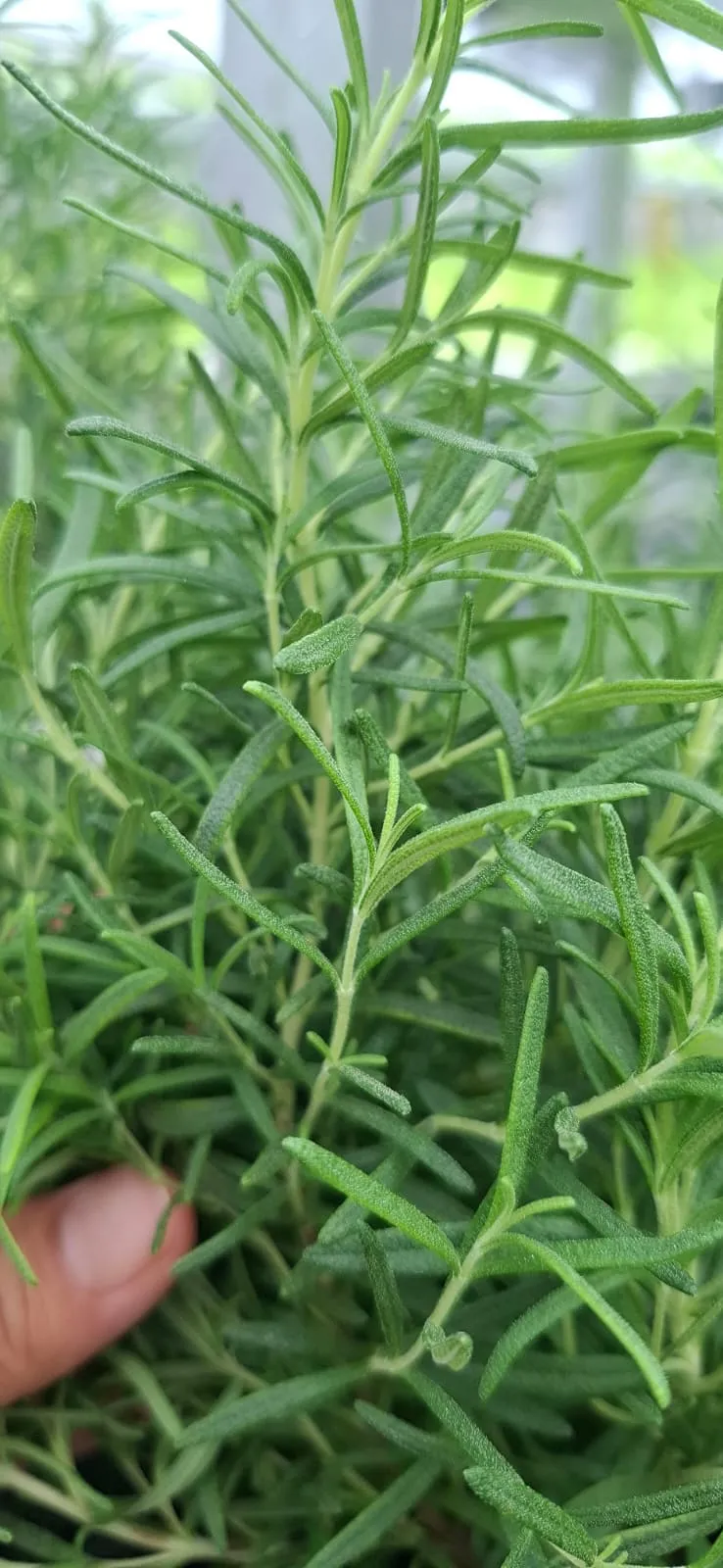 Produk Herb Rempah Senada Horta